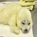 seal's Avatar